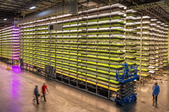 kaufen 100w Vollspektrum-LED-Wachlicht weiß mit hoher Lichtstärke Online-Herstellung