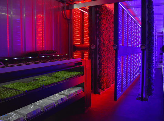 AC85-265V White LED Grow Lights 100 Watt For Indoor Gardening
